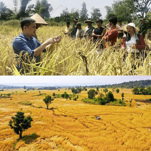 Gạo đồng bào Tây Nguyên — 3