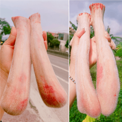 Lộc nhung hươu