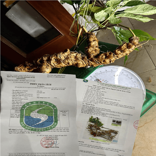 Sâm Ngọc Linh Kon Tum