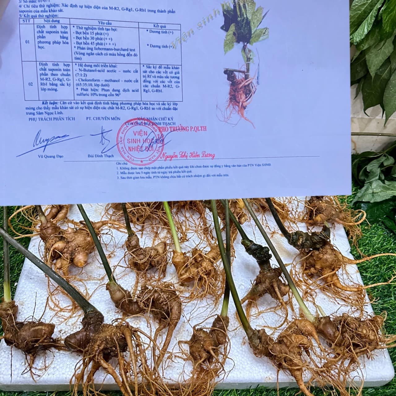 Sâm Ngọc Linh Kon Tum — 3